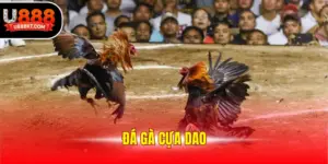 Đá gà cựa dao