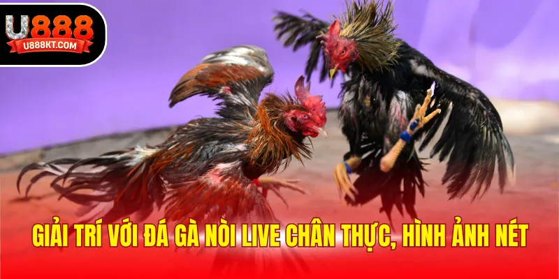 Giải trí với đá gà nòi live chân thực, hình ảnh nét