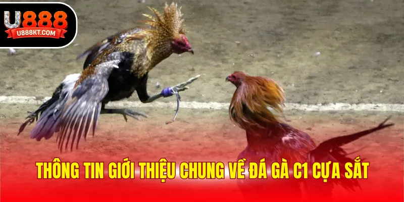 Thông tin giới thiệu chung về đá gà c1 cựa sắt